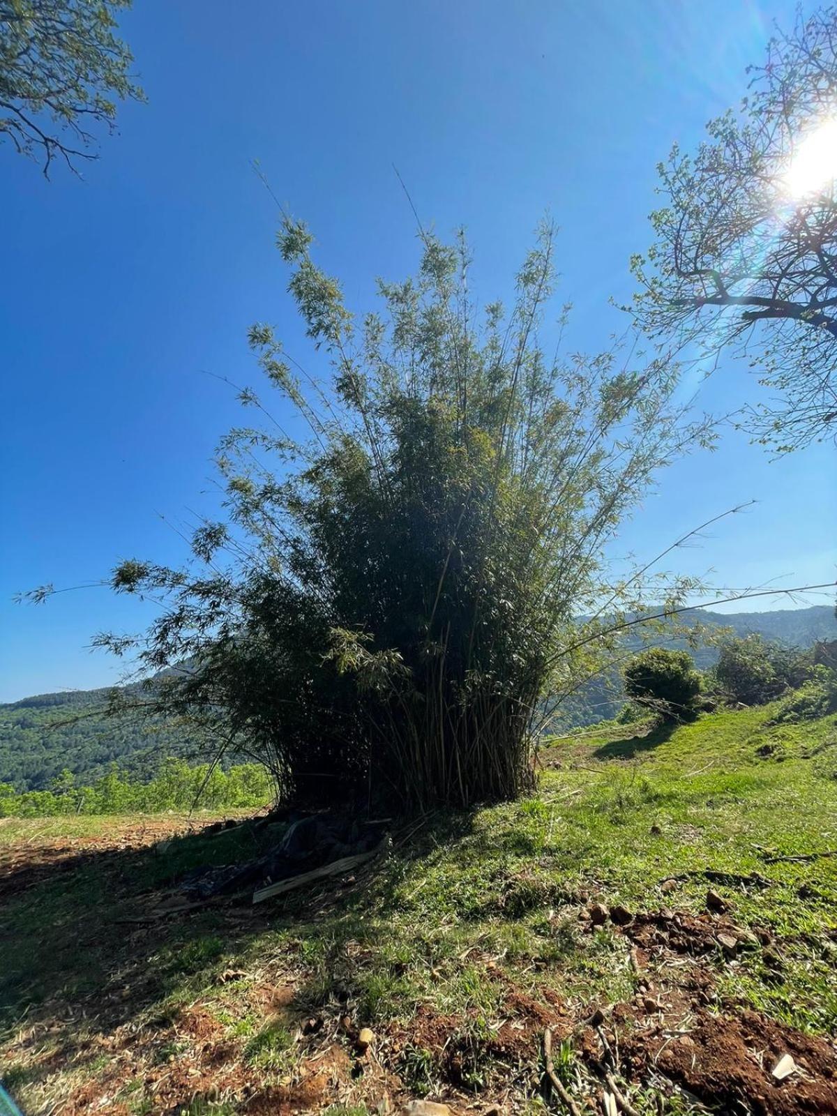 Chales Vista Do Paraiso Канела Екстериор снимка